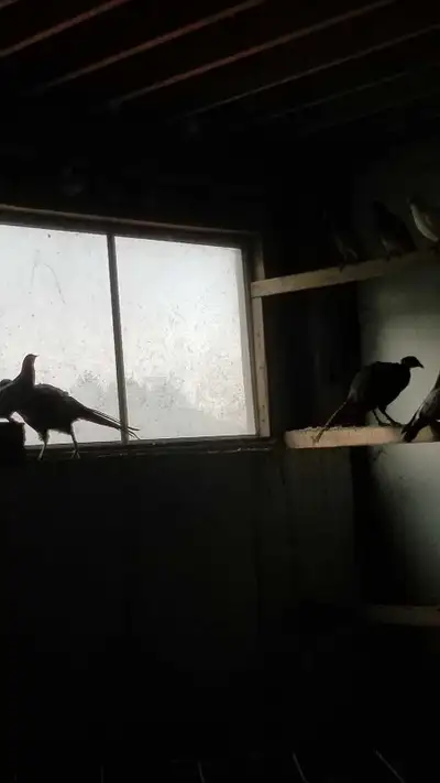 3 male ring neck pheasants , View more