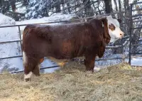 Yearling  Fullbood Simmental Bull and an 3/4 simmental bull 