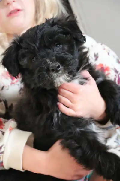 Aussiedoodle pup, View more