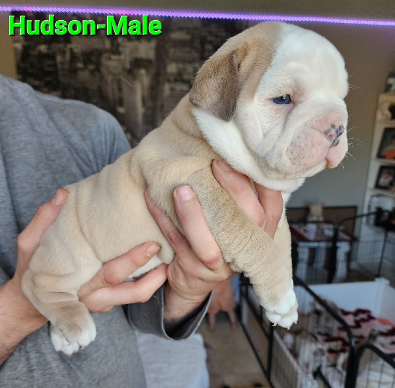 Quality Olde English Bulldog Pups Dogs & Puppies for Rehoming