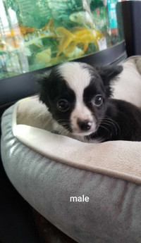 Chihuahua puppies  Please  Contact 