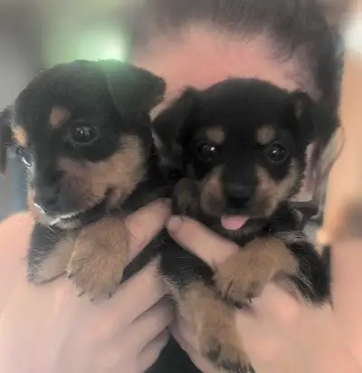Chiots Yorkpins , View more