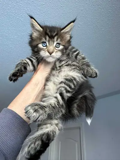 Polydactyl Blue eyed Maine Coon kittens Registered TICA, View more