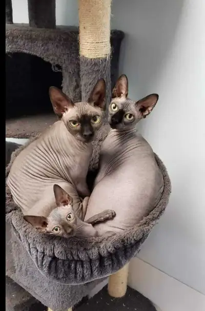 chattes sphynx degriffés, View more