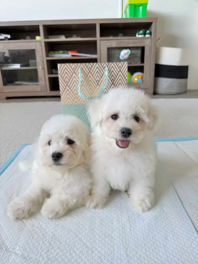 3 left!! Adorable Bichon Frise Puppies in Dogs & Puppies for Rehoming in City of Toronto - Image 4