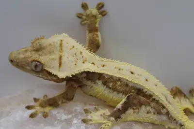 Female Empty Back Lilly White, View more