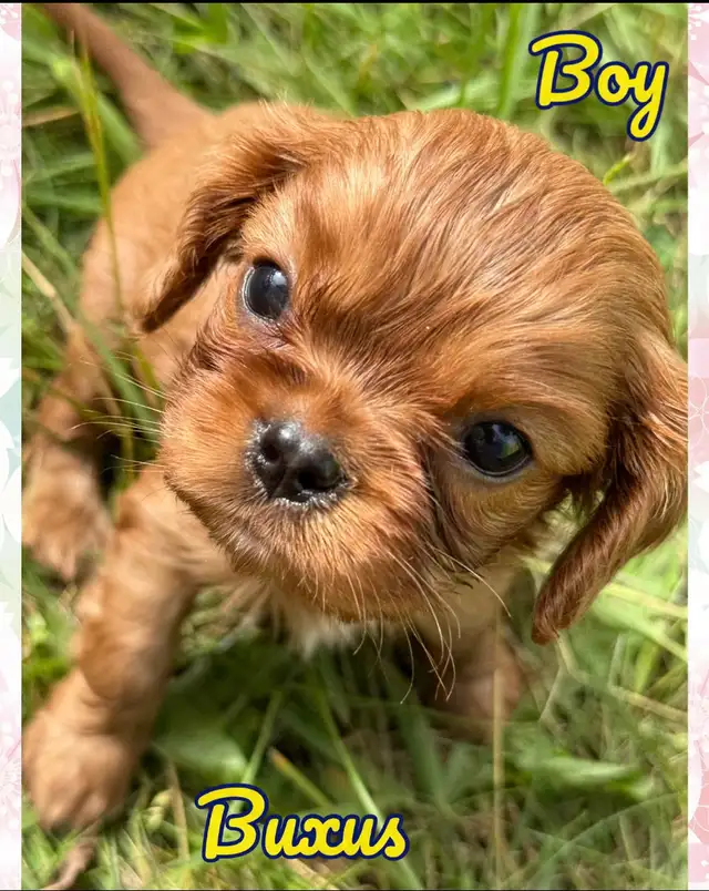 Cavalier King Charles puppy ❤️ in Dogs & Puppies for Rehoming in Ottawa - Image 4