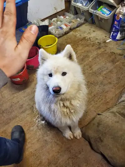 Looking for a forever home Male Samoyed, 6 years old, used to children, cats, and very sociable with...