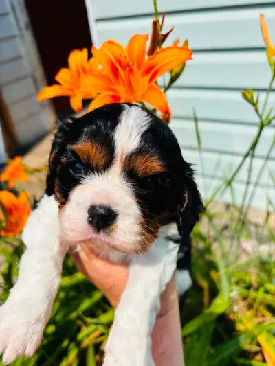 Beautiful Cavalier King Charles Spaniel puppies, View more