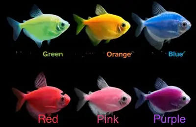 Glow Fish, View more