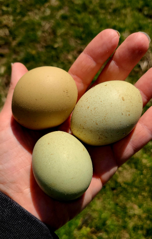 Hatching eggs and chicks in Livestock in Kawartha Lakes - Image 2