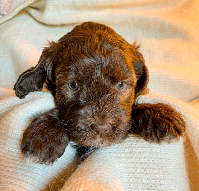 Adorable Multigen Double Doodles for Spring! in Dogs & Puppies for Rehoming in City of Halifax - Image 4