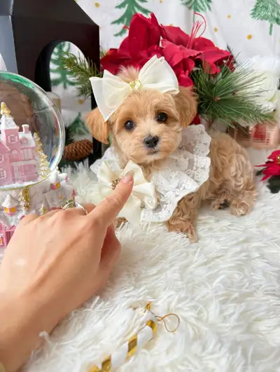 Tiny Tiny/ Toy maltipoo puppies and poodle mix, View more