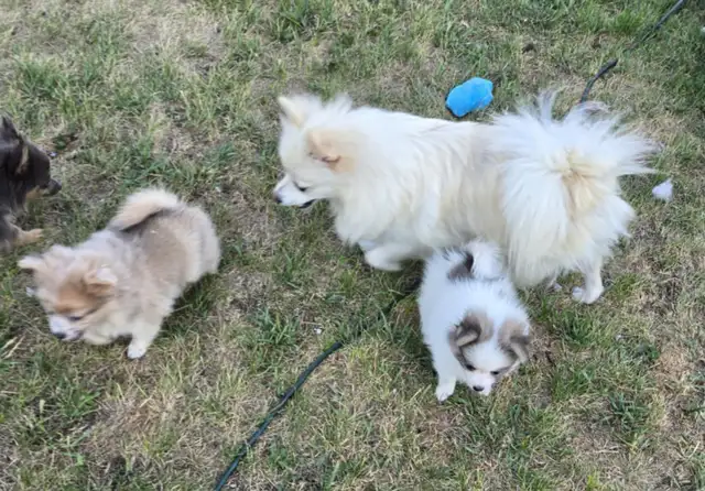 3 POMERAINAN PUPS 2 BOYS 1 GIRL.  price lowered in Dogs & Puppies for Rehoming in Strathcona County - Image 2