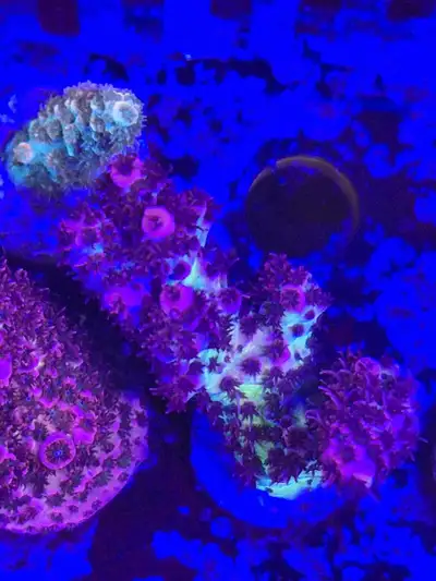 Red Planet Acropora coral frag saltwater, View more