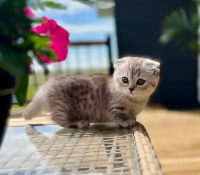 This little sweetheart is ready to go to his new home! He is litter trained, well socialized, good w...