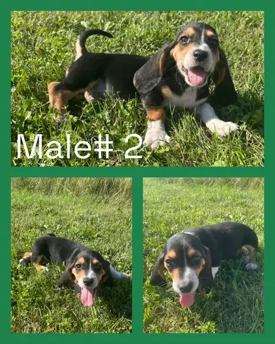 basset hound puppy, View more