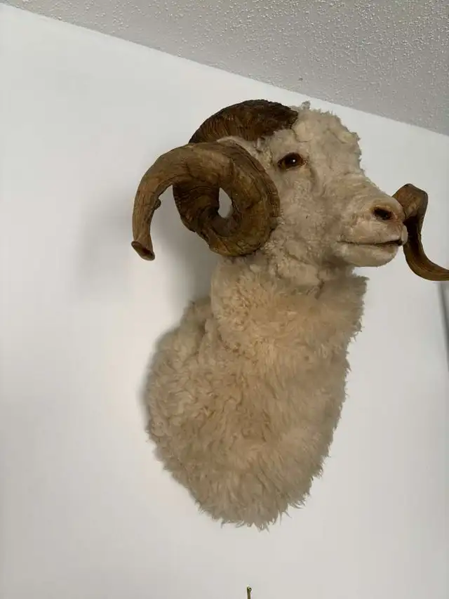 Ram Head Taxidermy Wall Mount in Arts & Collectibles in Ottawa - Image 3
