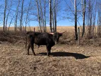  longhorn bull 