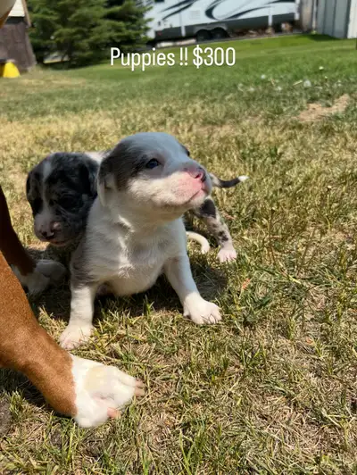 Boxer cross Puppies, View more