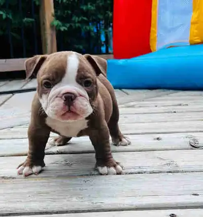 Male Olde English Bulldog, View more