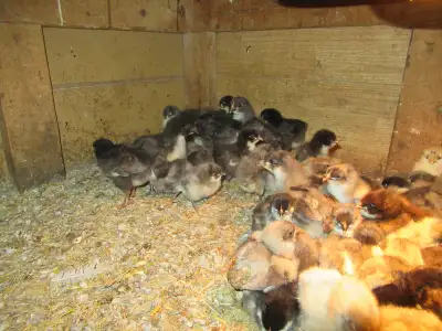 Jersey Giant Chicks, View more