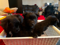 pomeranian X jack russell for sale