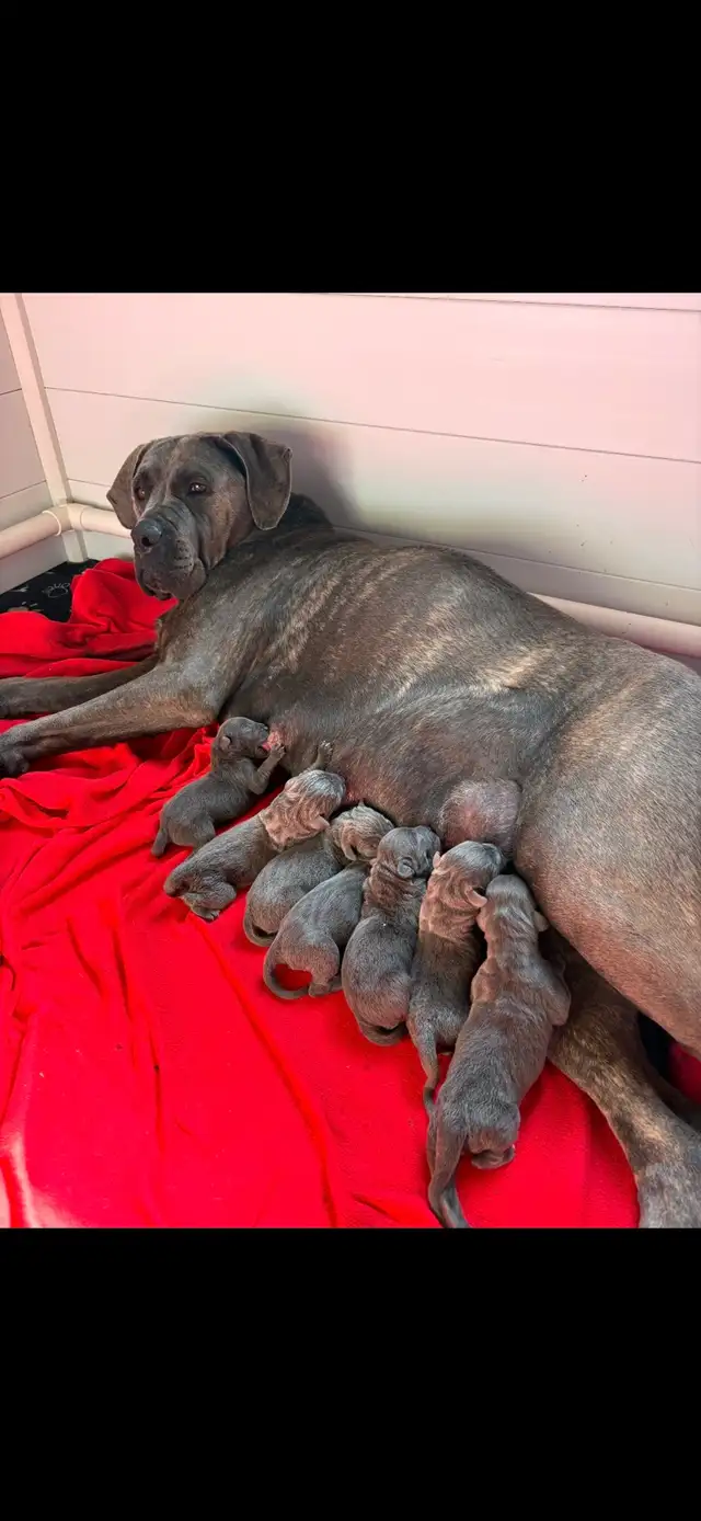 bébés chiens Canecorso à vendre in Dogs & Puppies for Rehoming in Laurentides - Image 3