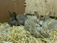 4 male rabbits for sale