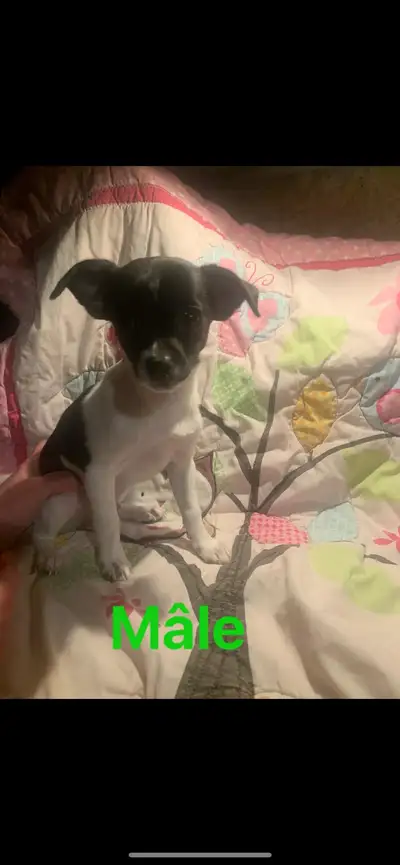 Plusieurs petit chiots chihuahua à vendre 600$ âgé de 3 mois née le 1mars très affectueux il sont ha...