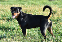 Rottweilers For Sale!!!