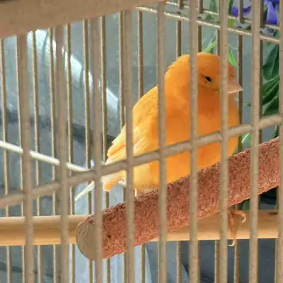 Belle femelle canari orange, View more