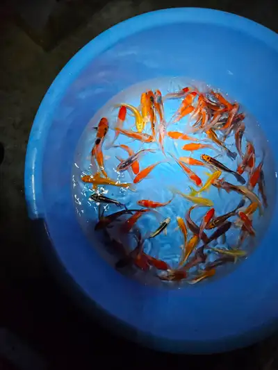 New Japanese koi shipment and fish food, View more