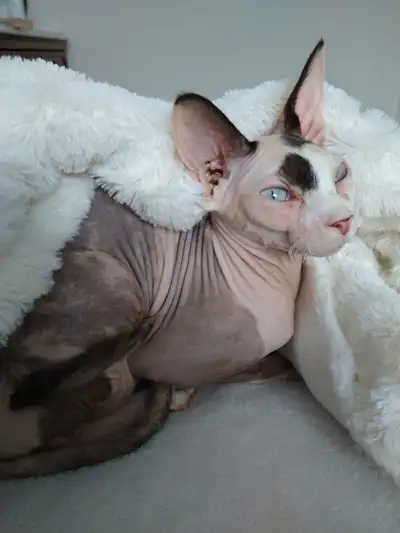 femelle sphynx, View more