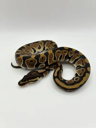 Male Ball Python 100% het Pied 66% het Clown Eating F/T rat pups
