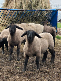 Purebred Suffolk lambs
