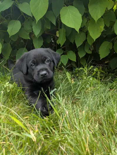 Chiot Labrador purs race noir, View more