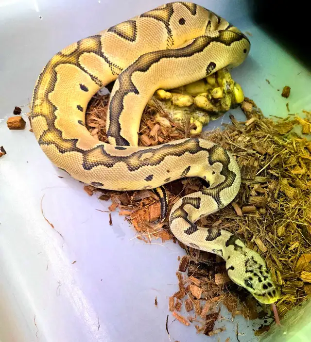 Ball Python Pair (Spring Sale!) in Reptiles & Amphibians for Rehoming in Peterborough - Image 3