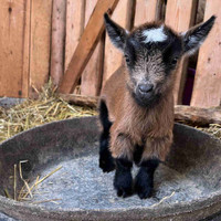 Nigerian dwarf doeling 