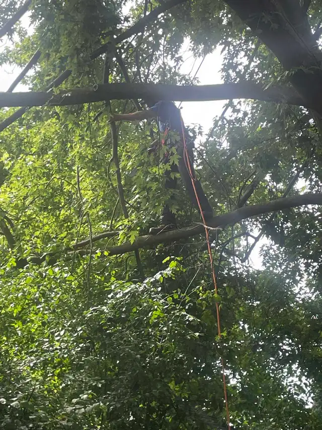 AshTree Service65596944339586127