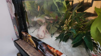 2 Axolotl et aquarium