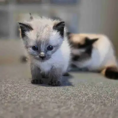 Long Haired Siamese (Balinese) Kittens, View more