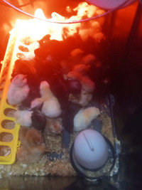 Hatched  April 26th Chicks