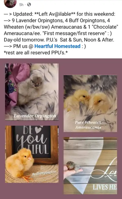 Day old ChicksAvail this weekend Lav&Buff Orpington & Ameraucana, View more