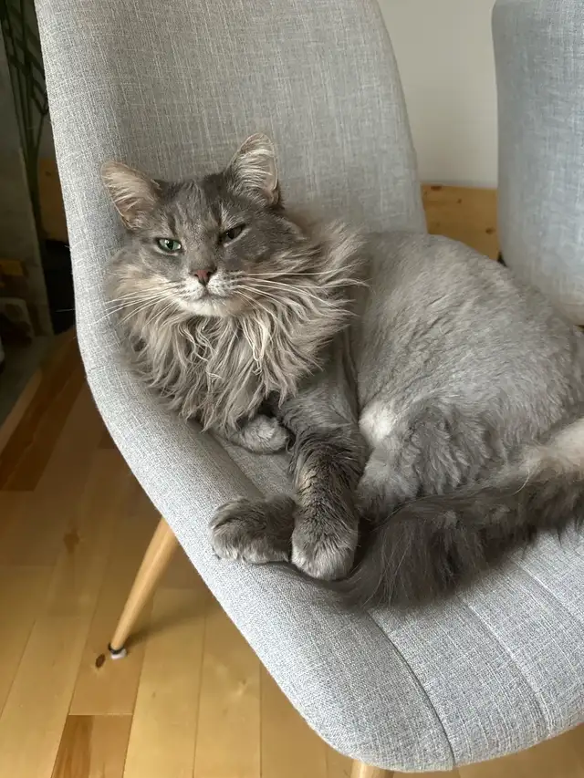 2 chats de 3 ans  mixte maine coon in Cats & Kittens for Rehoming in Laval / North Shore - Image 8