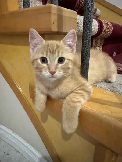 kittens for sale., View more