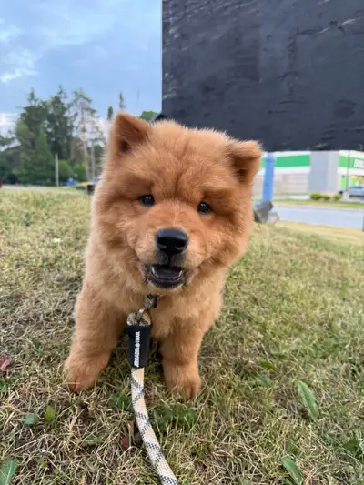 Beautiful Pure breed Chow Chow for sale, View more