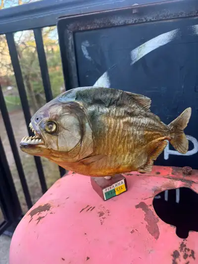 Taxidermy Piranha, View more