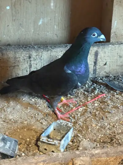 Looking to buy a male homing pigeon either a black or a blue bar