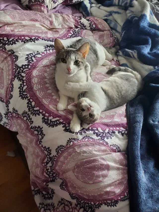 Mama cat and baby in Cats & Kittens for Rehoming in City of Montréal - Image 4